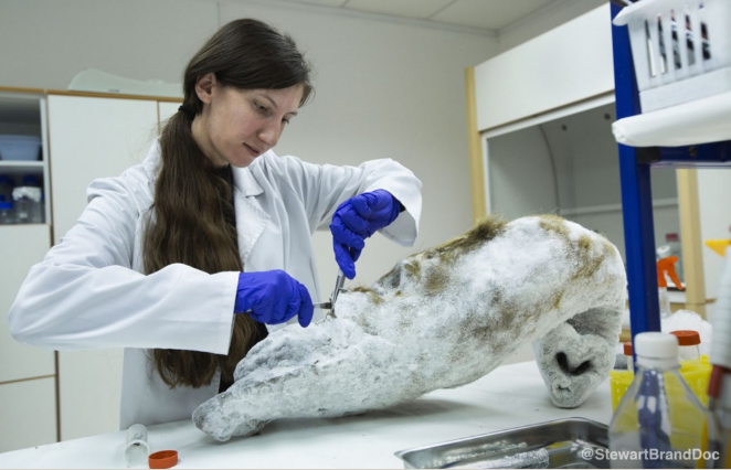Eriona Hysolli taking a tissue sample from the trunk of a frozen mammoth